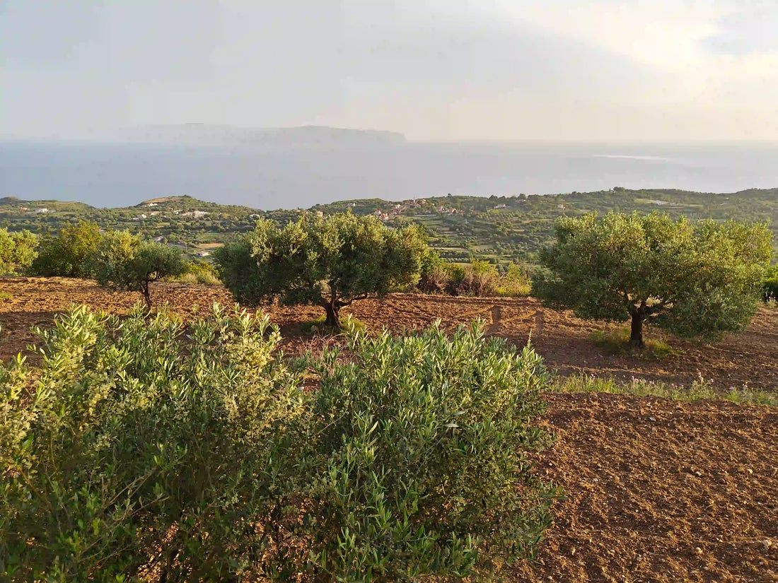 olive oil varieties explained: why koroneiki defines greek olive oil