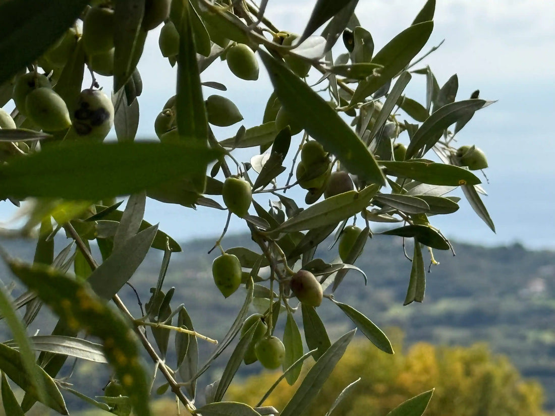 why extra virgin olive oil is the healthiest cooking oil