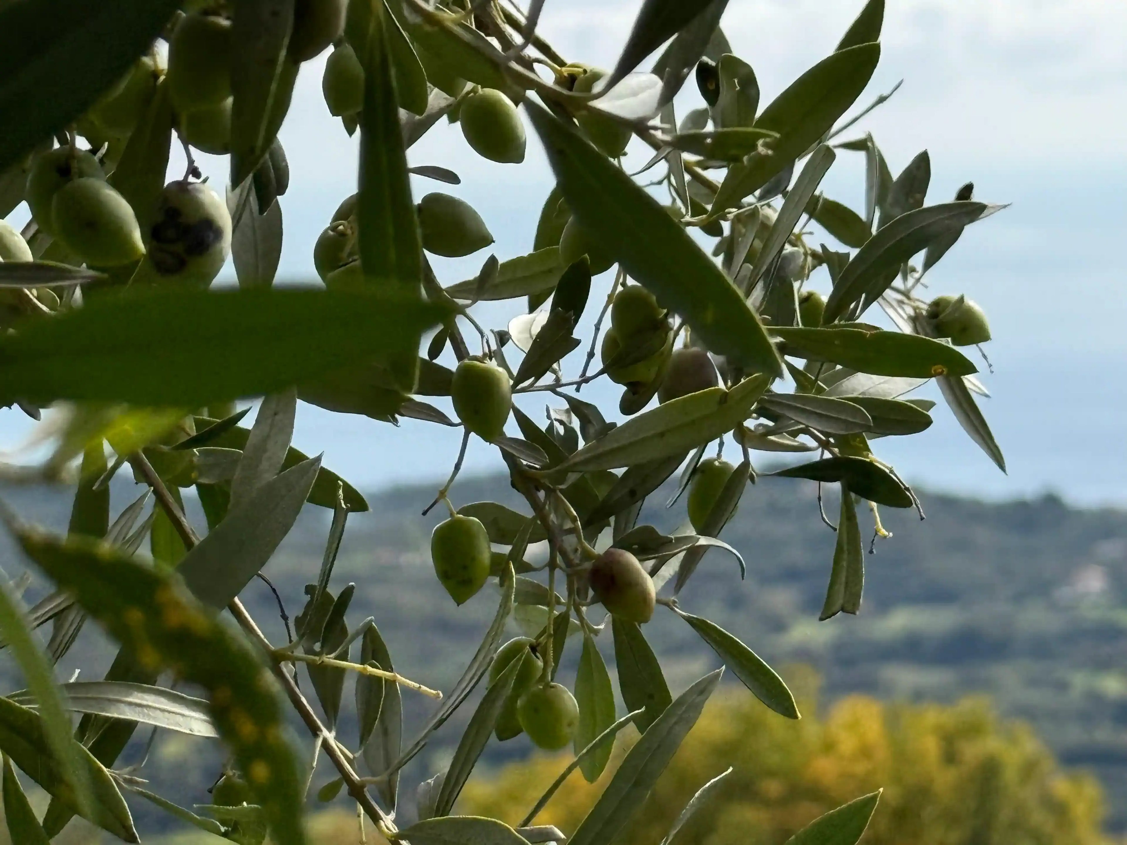why extra virgin olive oil is the healthiest cooking oil