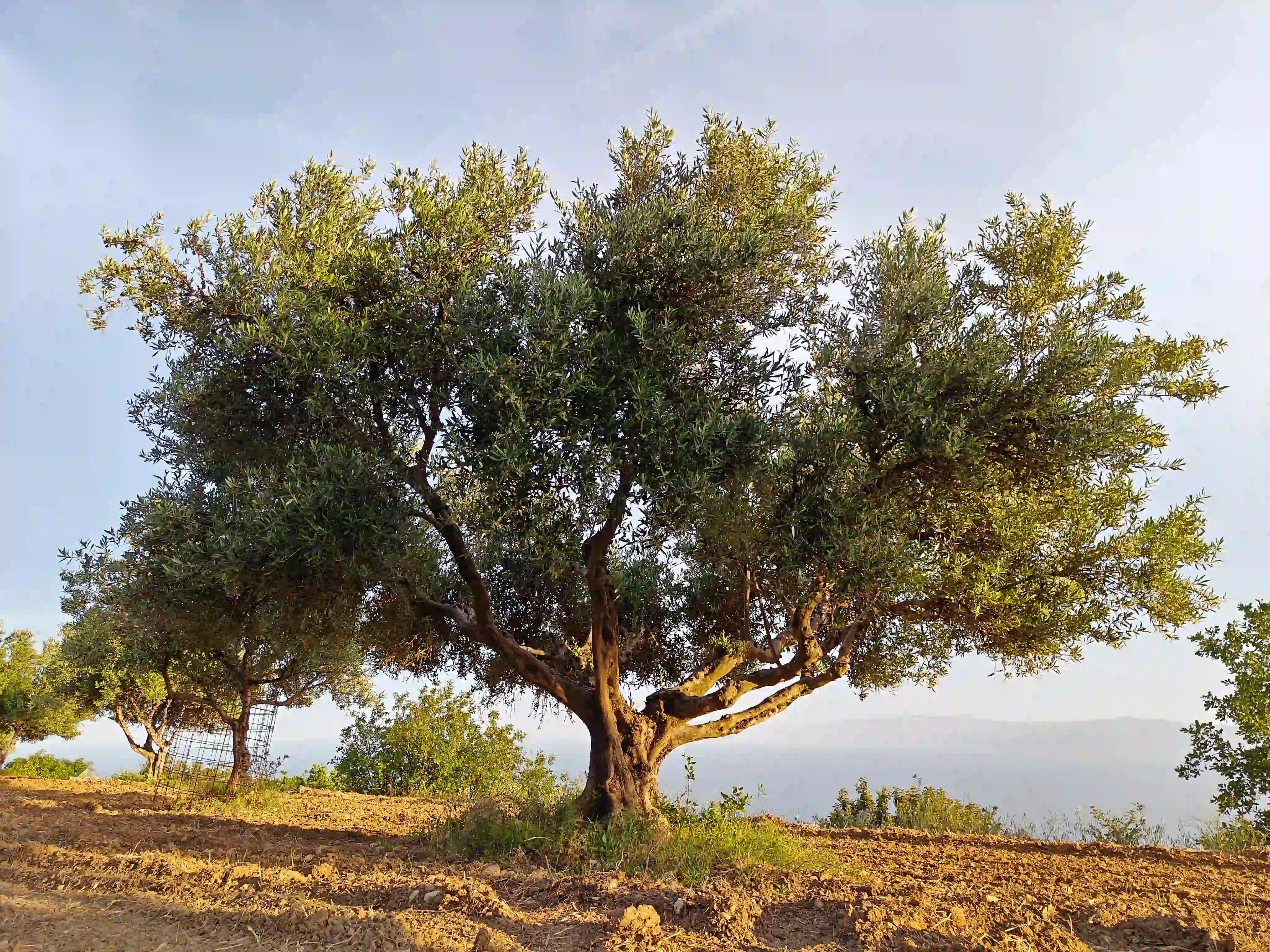 Adopt an olive tree from Kefalonia Greece