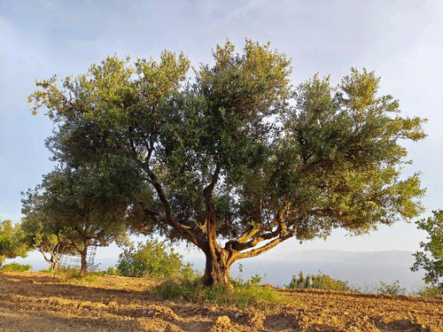 Adopt an olive tree from Kefalonia Greece