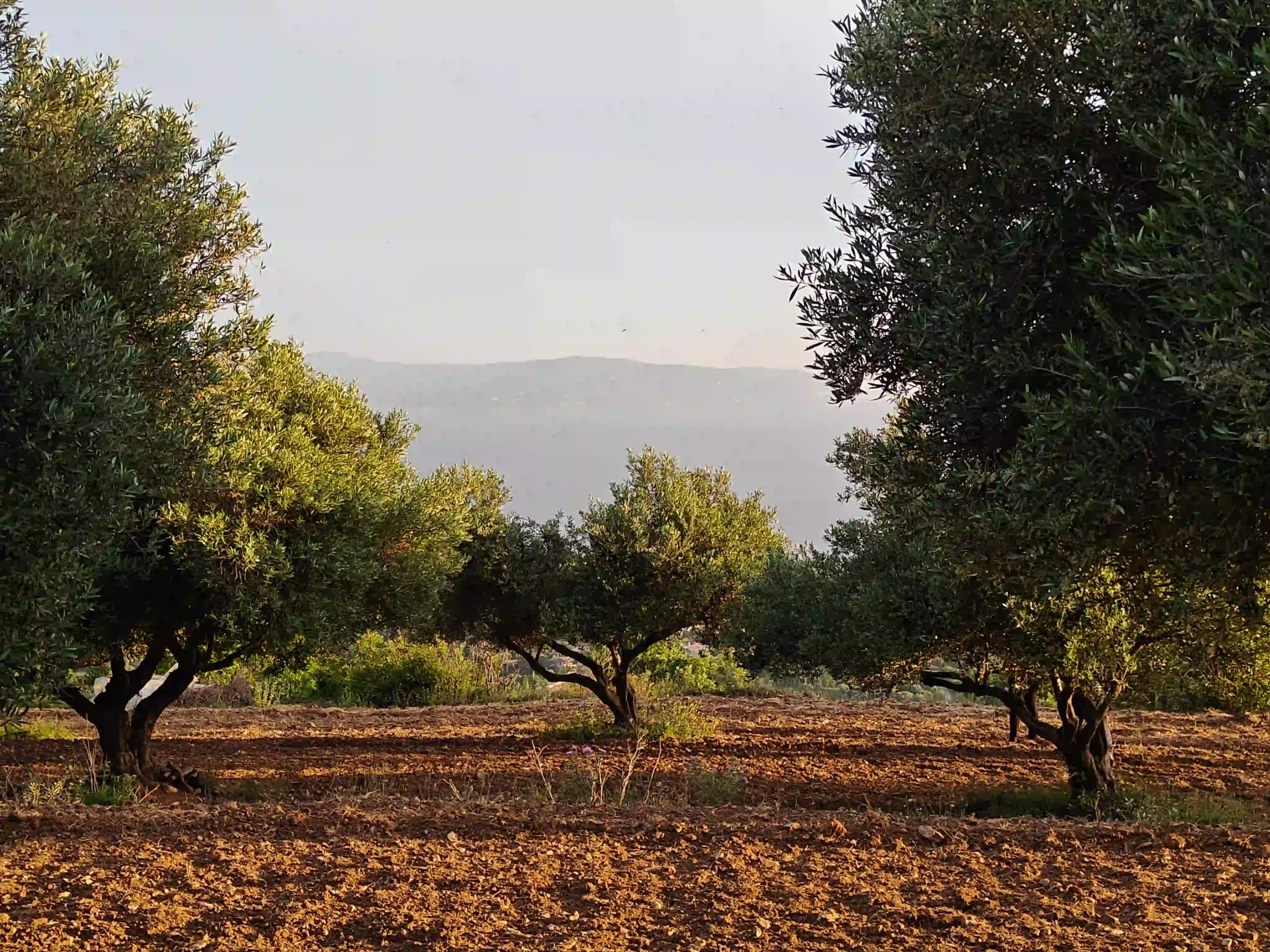 Adopt an olive tree on Kefalonia Greece
