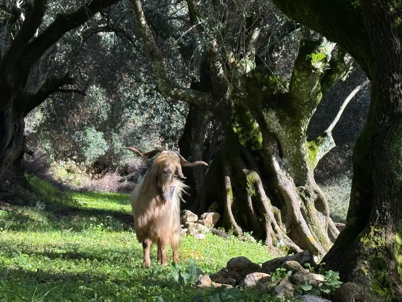 Goat in olive grove with ancient olive trees