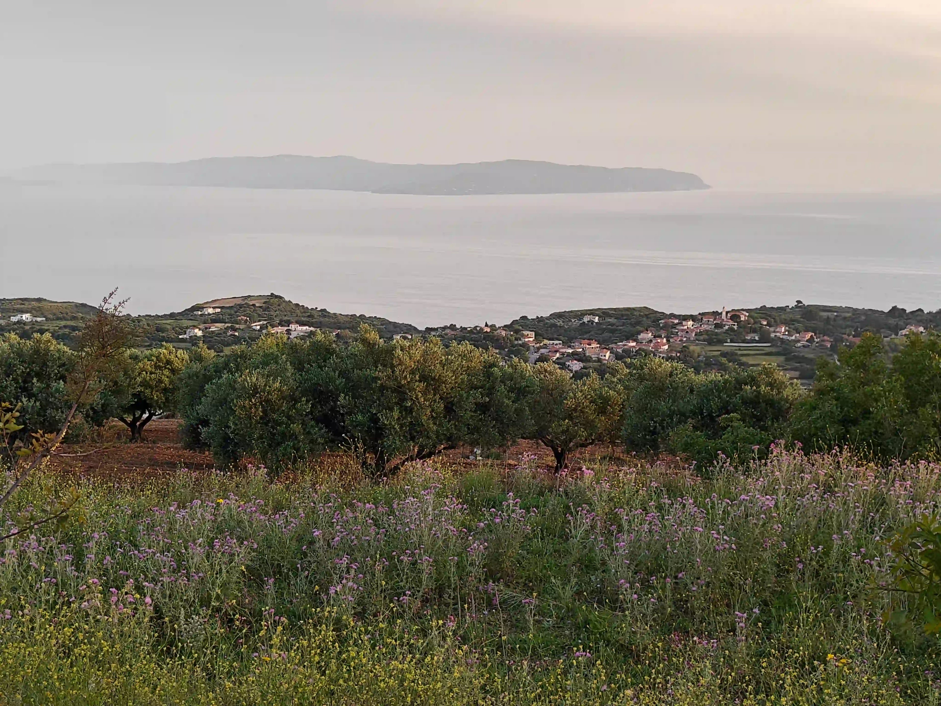 Olive grove above the Ionian sea with olive trees for adoption